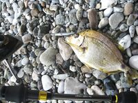 Воблеры работают: крэнки, шэды, минноу и даже свимбейты по морю