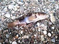 Воблеры работают: крэнки, шэды, минноу и даже свимбейты по морю