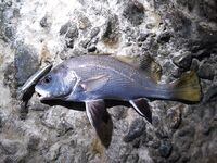 Воблеры работают: крэнки, шэды, минноу и даже свимбейты по морю