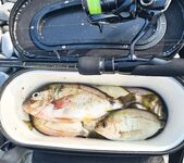 Лазаревская, утро: короткий выход и пара уверенных контактов