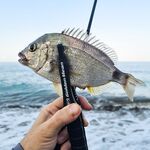 Лазаревская, утро: короткий выход и пара уверенных контактов