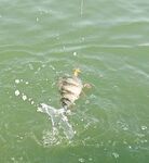 Боевой ящик в УФ: резина, свинец и настрой на полосатых разбойников