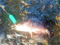 Сочи, август и ультрик: буллер, силикон, самодур и планы на тирольки