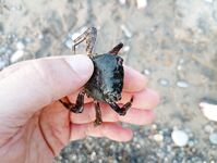 Сочи, август и ультрик: буллер, силикон, самодур и планы на тирольки