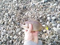 Караси и воблеры: поклёвка на каждом забросе, главное — найти полосу хода