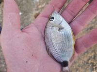 Пляжный спиннинг «между купаниями»: пятачки злят, червь выручает, сарганчик только смотрит