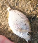 Пляжный спиннинг «между купаниями»: пятачки злят, червь выручает, сарганчик только смотрит