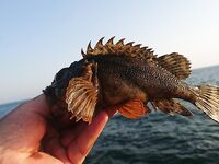 Вечерняя зорька: зелёные с первых забросов, карась перед травой, воблеры молчат