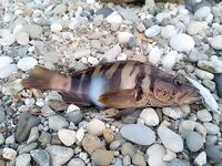 Воблеры над камнями: 35–40 м в штормянку сложно, карась забагрился поперёк