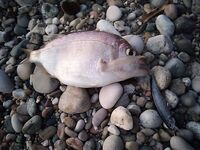 Воблеры над камнями: 35–40 м в штормянку сложно, карась забагрился поперёк