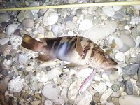 Воблеры над камнями: 35–40 м в штормянку сложно, карась забагрился поперёк