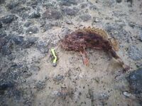 Опасные шипы: ёрш-скорпена и морской дракон — яд серьёзный, возможна асфиксия