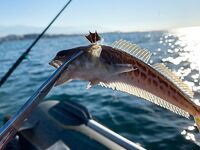 Корона крупная: руками не брать, вкус не зашёл — теперь только отдаю или выпускаю