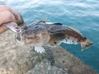 Небезопасная рыба с песчаных пляжей: звёздочёт или морская корова — беру пассатижи