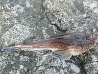 Небезопасная рыба с песчаных пляжей: звёздочёт или морская корова — беру пассатижи