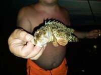 Сукко, вечер: кукушка, ласкирь и ерши на тирюльки, один обрыв — флюр старый