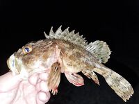 Сукко, вечер: кукушка, ласкирь и ерши на тирюльки, один обрыв — флюр старый