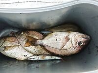 Вечерняя сковородка: после 18 подтянулся размер, скорпена и барабулька в прилове