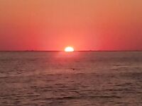 Праздничный вечер: карась набит ракушкой и травой, скорпена мелкая, барабулька в миксе