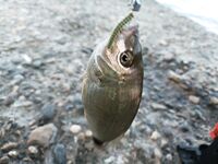 Сочинское утро без раздачи: один карась на месте, остальная рыба будто испарилась