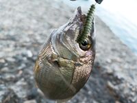 Сочинское утро без раздачи: один карась на месте, остальная рыба будто испарилась