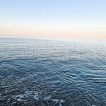 С утра ставрида: короткая отметка о рабочем окне