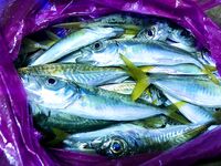 Лазаревское ночь: донная рыба молчит, ставрида плюхает у берега