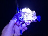 Головинка ночью: скорпена на отводной, ставрида «жрала» до полуночи