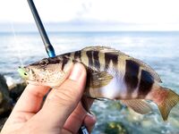 Головинка после шторма: клюёт до солнца, купальщики мешают — горбыля нет