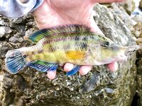 Головинка после шторма: клюёт до солнца, купальщики мешают — горбыля нет