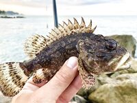 Головинка после шторма: клюёт до солнца, купальщики мешают — горбыля нет