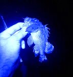 Лдзаа: мелкий горбыль найден, ставрида под прожектором, пакрафт неудобен