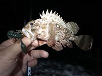 Имеретинский пляж ночью: скорпены море, другая рыба не подошла