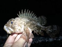 Имеретинский пляж ночью: скорпены море, другая рыба не подошла