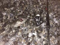 Пицунда: слабая ставрида — выручили отводной, скорпены и пяток горбылят