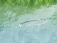 Утро местами пустое: ставриды нет, ласкирь мелкий, следы атаки крупного луфаря