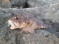 Вечер по камням: ракообразный силикон и точечный облов трещин