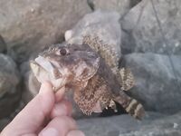 Вечер по камням: ракообразный силикон и точечный облов трещин