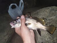 Вечер по камням: ракообразный силикон и точечный облов трещин