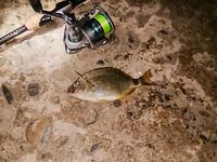 Ночная смена: мелкая ставрида, карась, после полуночи — бычок и скорпена