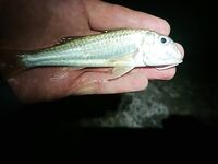 Ночная смена: мелкая ставрида, карась, после полуночи — бычок и скорпена