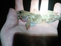 Ночная смена: мелкая ставрида, карась, после полуночи — бычок и скорпена