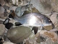 Адлер в конце августа: пилькеры и бомбарда молчали — выручили мясные полоски