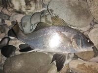 Адлер в конце августа: пилькеры и бомбарда молчали — выручили мясные полоски