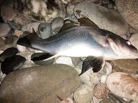 Адлер в конце августа: пилькеры и бомбарда молчали — выручили мясные полоски