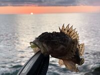 Адлер, левее на 50–70 м: дебют рокфишинга удался — скорпены, маракуйя, собачка