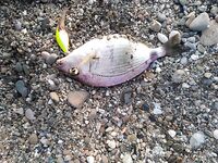 Карась на отводной и МДЖ: как приручить «грызуна» и не сорваться на него