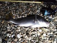 Про карася и жару: приманки, что отсекают пятачков в палец