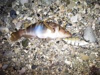 Про карася и жару: приманки, что отсекают пятачков в палец