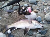 Спор о приманках: столовки горбыля решают больше, чем типаж приманки